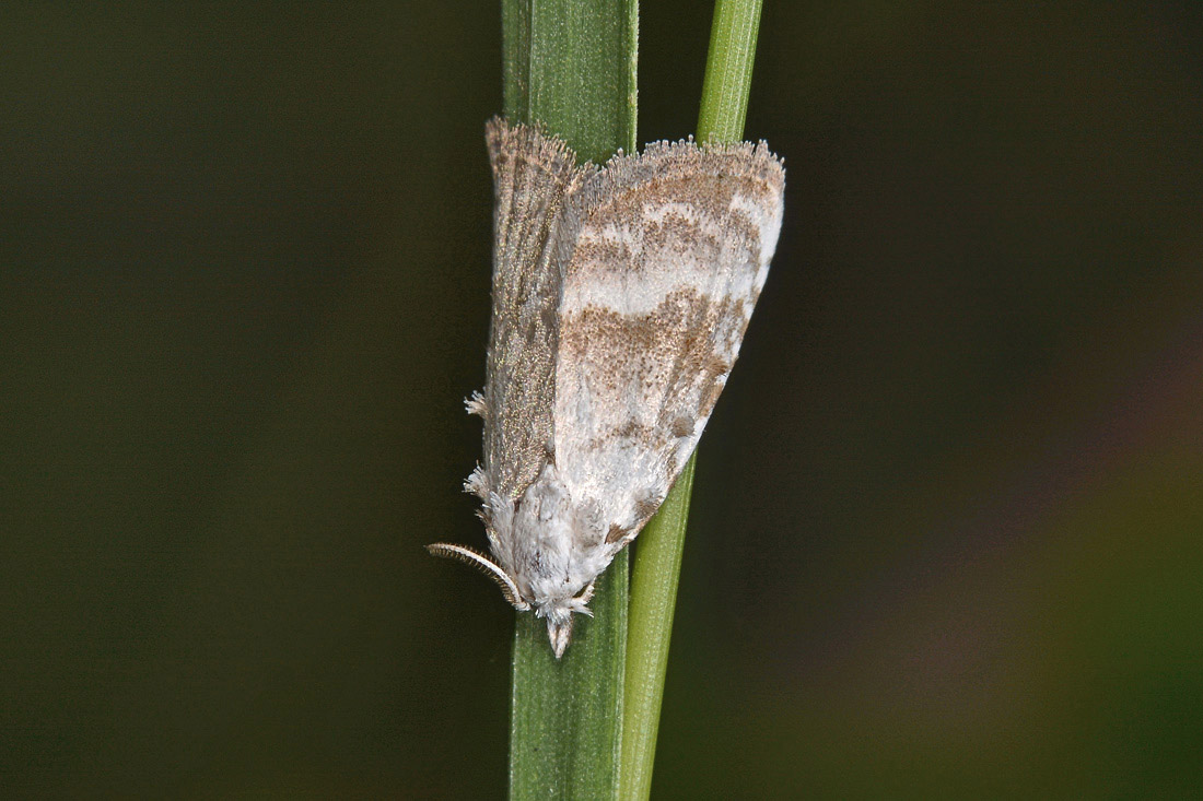 Nolidae? S:  Meganola albula